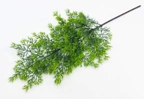 картинка Туя "Летняя пора" 2 от магазина KALINA