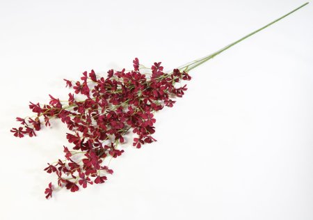 Ветка сакуры Сезон бордо