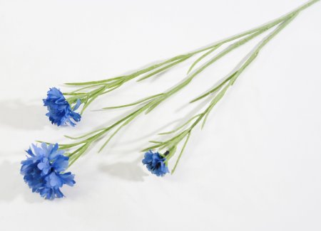 Василек синий