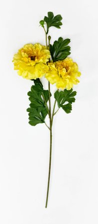 Георгин махровый желтый