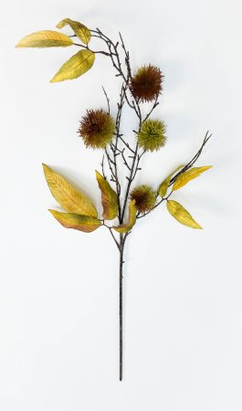 Ветка каштана