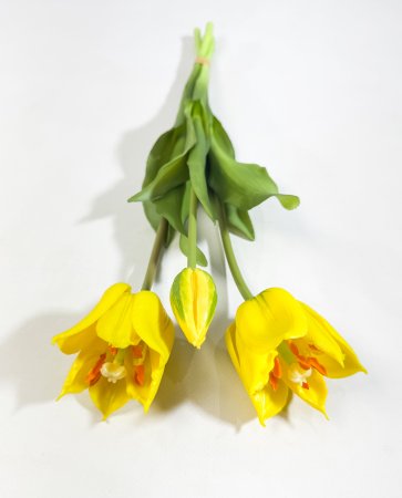 Тюльпан "Саппоро" (2+1) желтый