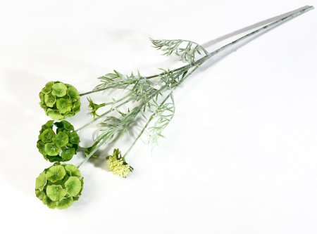 Скабиоза звездчатая зеленая