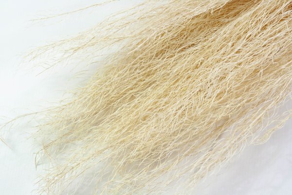 Аспарагус натуральный 2