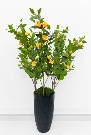 Гибискус желтый