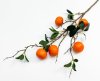 Ветка мандарина 5 плодов