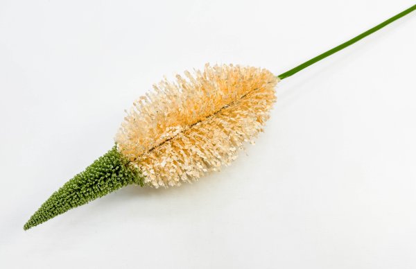 Эремурус "Персиковый пушистик"