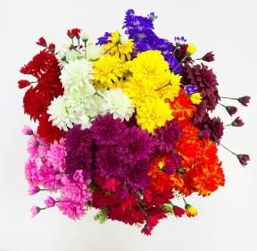 Георгин "Ворожея" 13 цветков