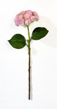 Седум розовый