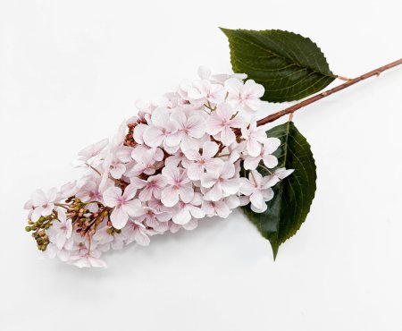 Гортензия метельчатая "Вилмс" белая