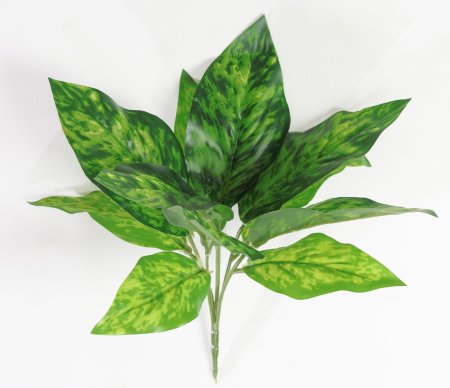 картинка Аглаонема пятнистая от магазина KALINA