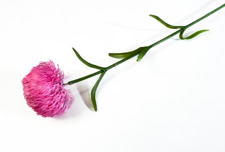 Гвоздика розовая