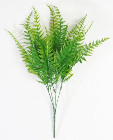 картинка Папоротник "Прерия" от магазина KALINA