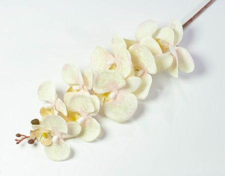 Ветка орхидеи Клеопатра 1