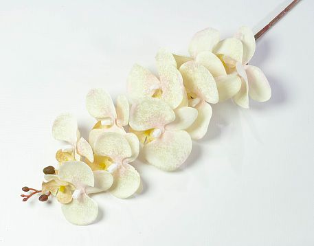 Ветка орхидеи "Клеопатра" 1 от магазина KALINA являющийся официальным дистрибьютором в России 
