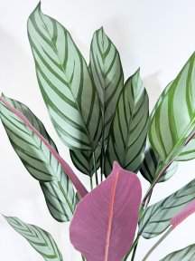 Калатея Маджестика 110 см в кашпо