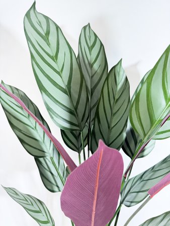 Калатея Маджестика 110 см в кашпо