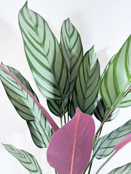 Калатея Маджестика 110 см в кашпо