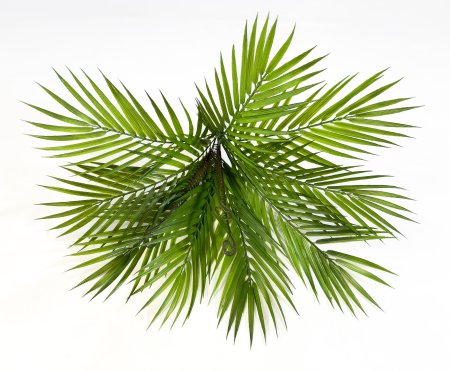 картинка Пальма тропическая от магазина KALINA