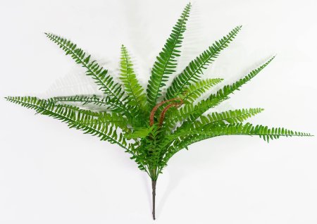 картинка Нефролепис 3 малый от магазина KALINA