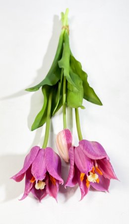 Тюльпан Саппоро (2+1) жимолость