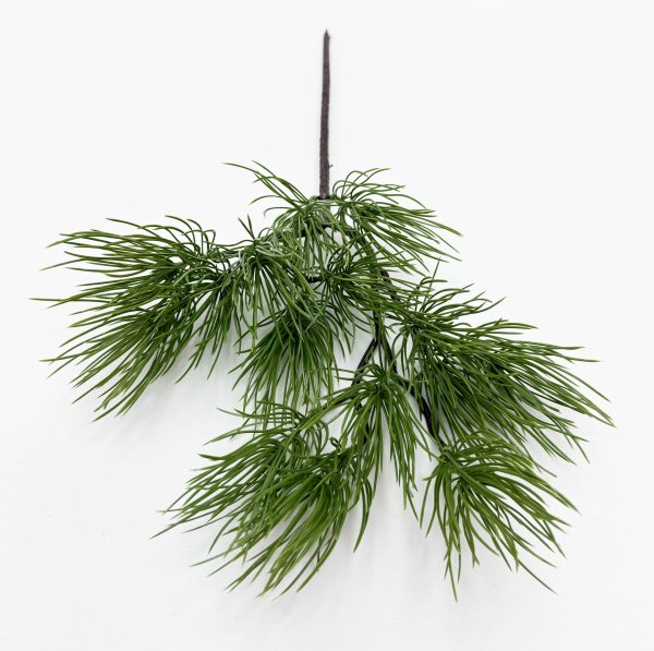 картинка Бонсай сосна Веймутова от магазина KALINA