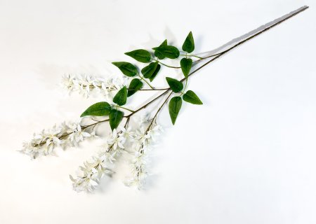 Глициния шелковистая белая