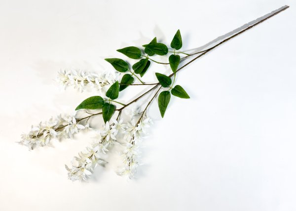 Глициния шелковистая белая