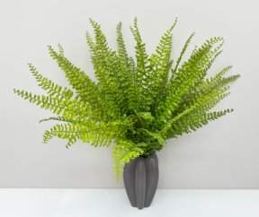 Папоротник "Кучерявый" 14 листов