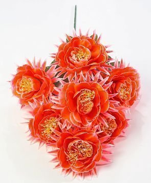 Пион "Парижанка" 7 цветков от магазина KALINA являющийся официальным дистрибьютором в России 