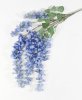 Глициния Китайская голубая
