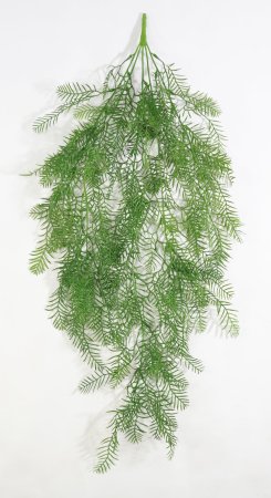 картинка Аспарагус Шпренгера от магазина KALINA