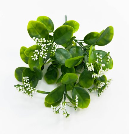 картинка Питтоспорум с белыми соцветиями от магазина KALINA