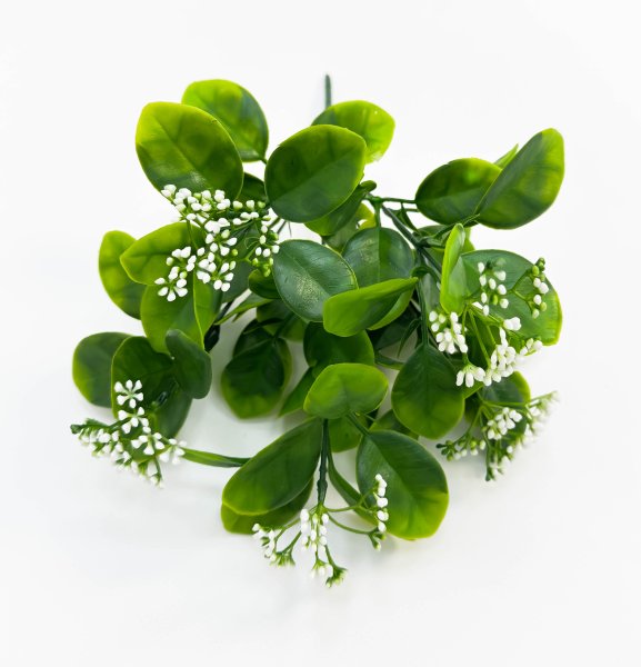 картинка Питтоспорум с белыми соцветиями от магазина KALINA