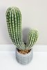 Кактус 45 см