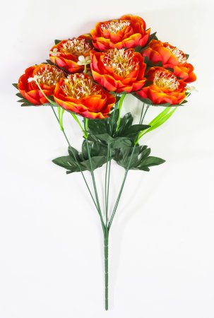 Пион "Миледи" 7 цветков