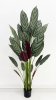 Калатея Маджестика 180 см
