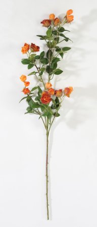 Кустовая роза оранжевая