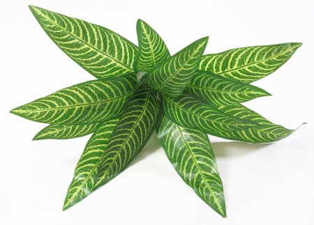 картинка Аглаонема с желтой жилкой от магазина KALINA