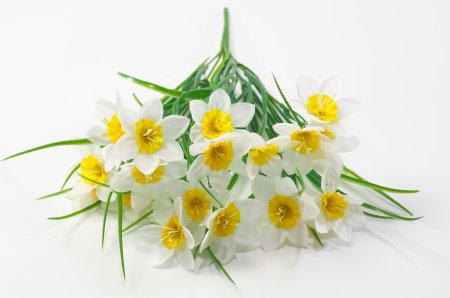 Букет нарцисса 15 цветков