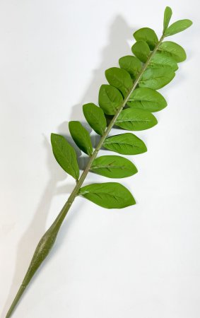 картинка Замиокулькас 2 (18 листов) от магазина KALINA