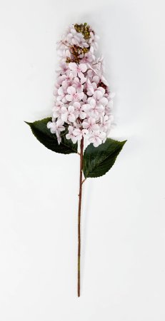 Гортензия метельчатая "Вилмс" белая