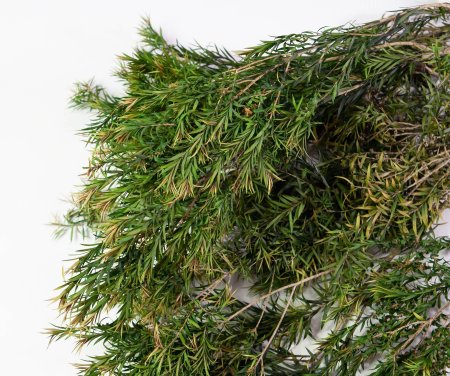 Чайное дерево 2