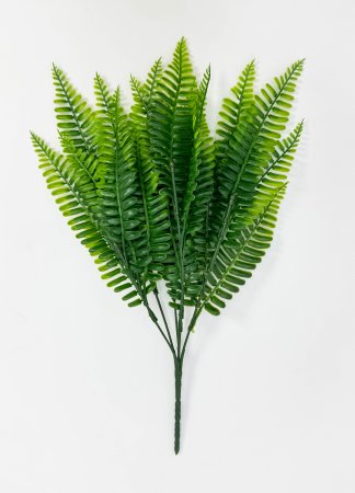 картинка Нефролепис Габриелла от магазина KALINA