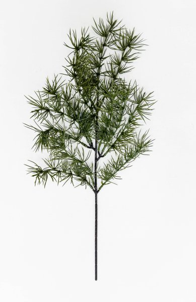 картинка Бонсай лиственница ветка темная от магазина KALINA