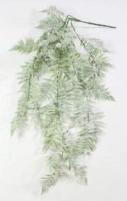 Оноклея ампельная 3