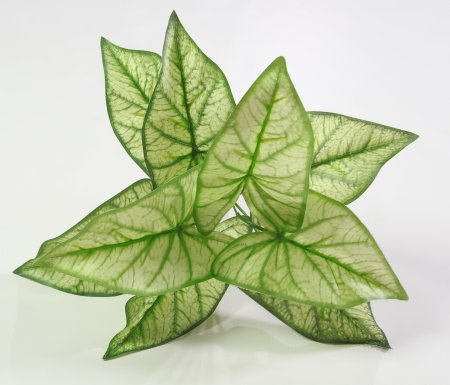 картинка Каладиум от магазина KALINA