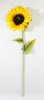 Ветка подсолнуха 1 цветок