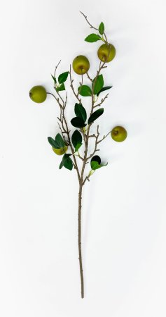 Ветка зеленой ранетки 5 плодов