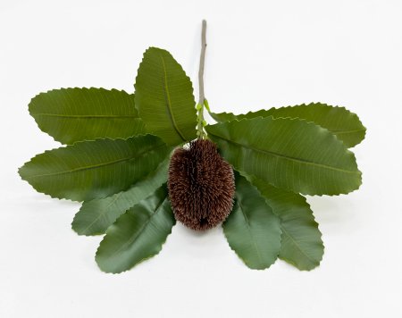 картинка Банксия "Лето" от магазина KALINA